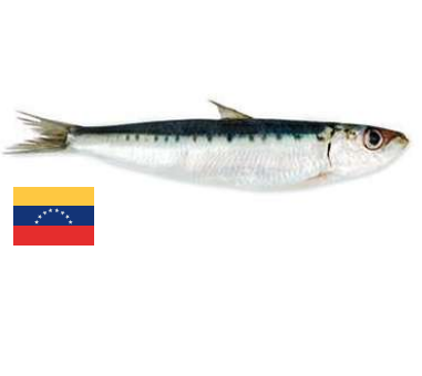 Sardina Venezolana