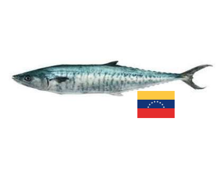 Pez Sierra (Kingfish)