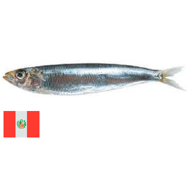 Anchoveta Peruana