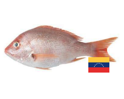 Pargo Rojo del Caribe