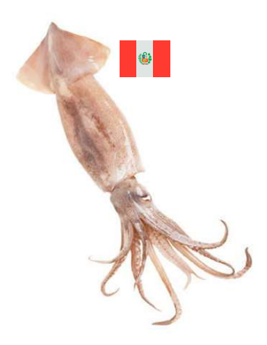 Calamar Loligo