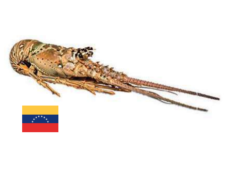 Langosta