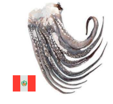Tentáculos de Pota