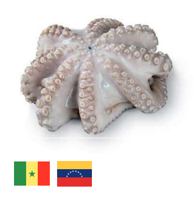 Pulpo