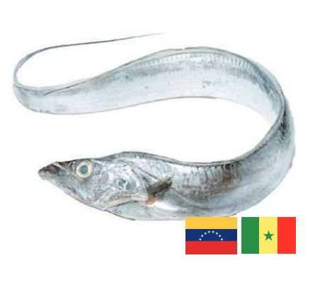 Tahalí (Pez Sable)