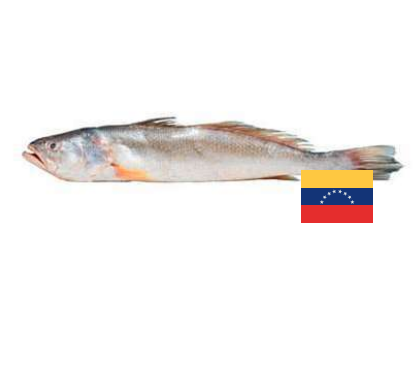 Corvina Amarilla