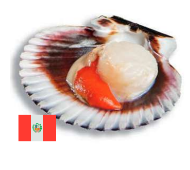 Concha de Abanico