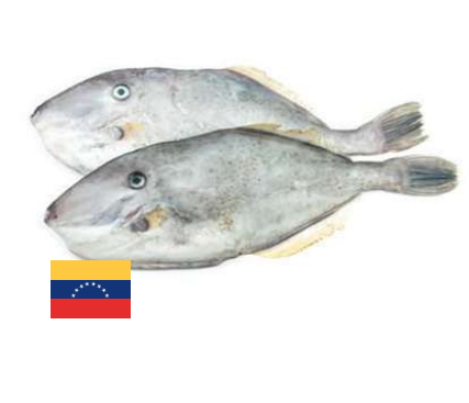 Cachua (Leatherjacket)